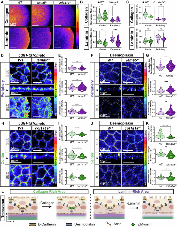 Fig. 5: BEC-laminin interactions regulate desmosomes, AJs, and actomyosin signaling in the peripheral bilayer epidermis of the fin fold.