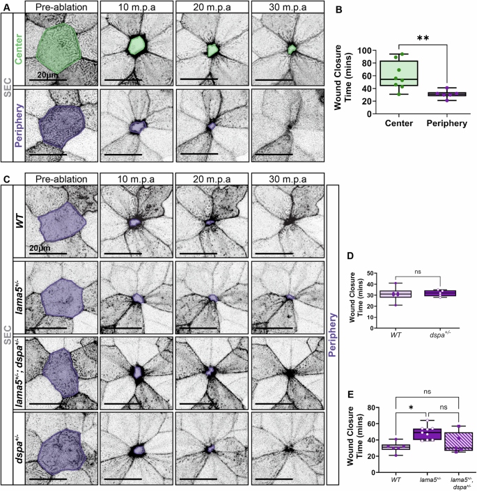Fig. 6: BEC-Laminin Interactions are Required for Efficient Wound Closure in the Periderm.