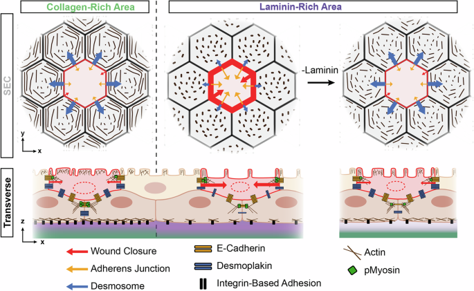 Fig. 7: Schematic Illustration of how BEC-ECM Interactions Influence Periderm Architecture and Wound Repair.