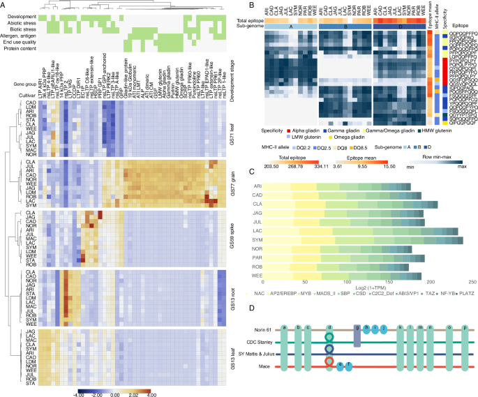 Fig. 4: Gene and expression variation in the prolamin family across the wheat pan-cultivars.
