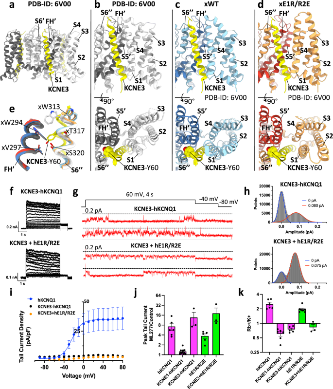 Fig. 10: Interaction of KCNE3 in the WT KCNE3-hKCNQ1, xWT, and xE1R/R2E structures, and electrophysiological comparisons.