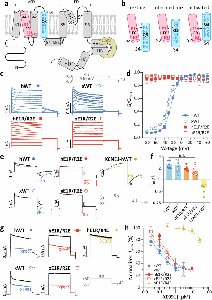 Fig. 1: KCNQ1 topology and validation of the xE1R/R2E construct.