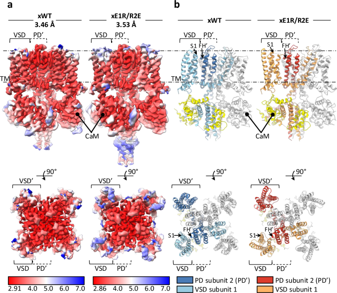 Fig. 2: Side and top views of the cryo-EM density maps and modeled structures of xWT and xE1R/R2E determined in this work.