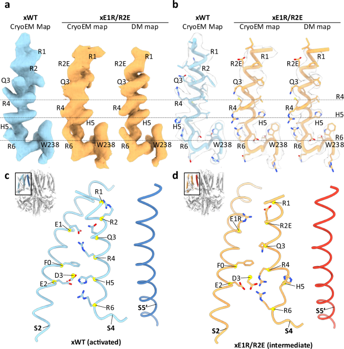 Fig. 4: The architecture of the CTC in the activated and intermediate states.