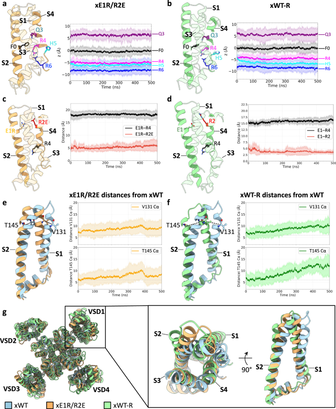 Fig. 6: MD simulations of the intermediate state structure, xE1R/R2E and reversion to xWT (xWT-R).