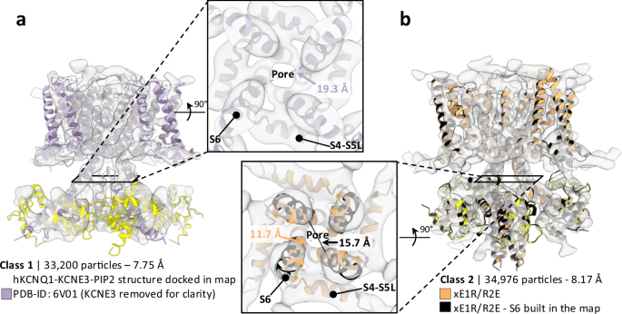 Fig. 7: xE1R/R2E is a ligand gated channel in the presence of PIP2.