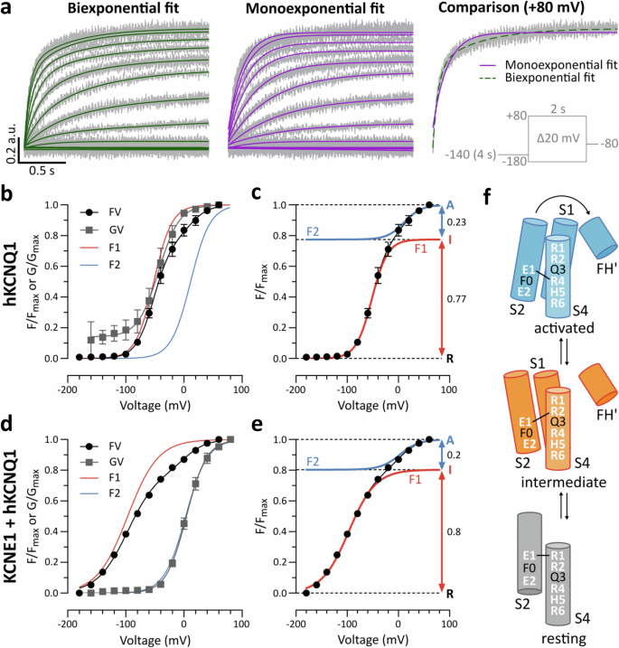 Fig. 8: Two components of Alexa-Fluor 488 maleimide fluorescence from the hKCNQ1 and KCNE1+hKCNQ1 VSD during activation.