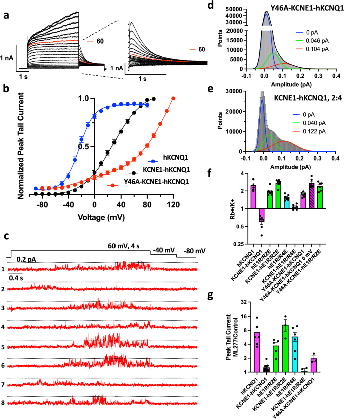 Fig. 9: The Y46A mutation shifts the equilibrium between intermediate and activated states.