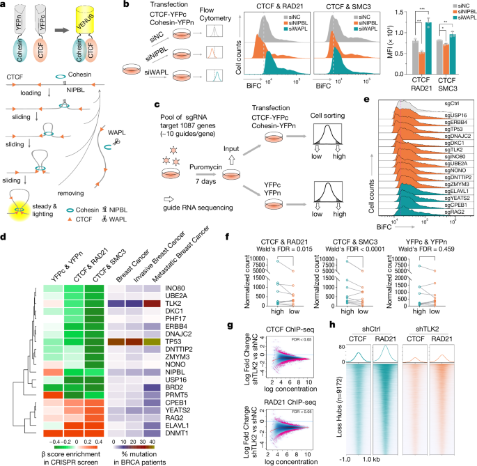 Fig. 2: Identification of TLK2 as a regulator of CTCF-cohesin hub formation through CRISPR screening.