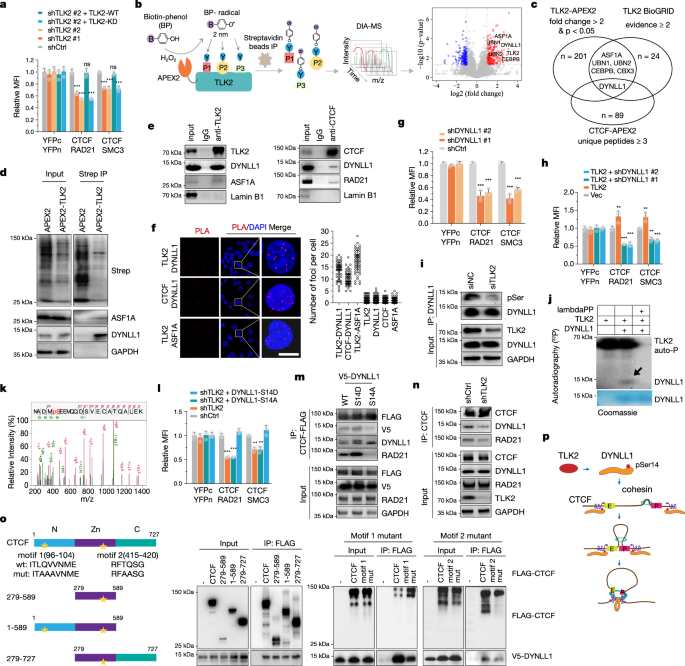 Fig. 3: Mechanistic role of TLK2 in facilitating CTCF-cohesin hub formation via DYNLL1 phosphorylation.
