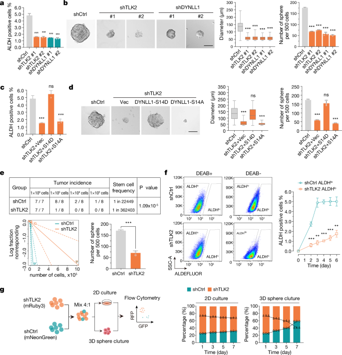 Fig. 4: Contribution of the TLK2-DYNLL1 axis to the inter-transition of non-CSCs to CSCs.