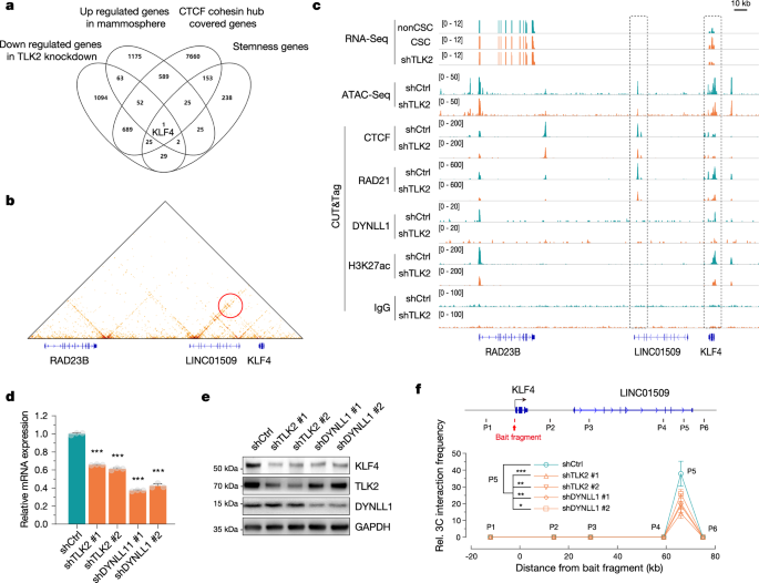 Fig. 5: The effects of TLK2 inhibition on the formation of CTCF-cohesin hubs in proximity to the stemness-associated gene KLF4.