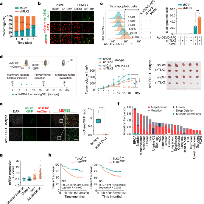Fig. 6: The potentiation of cancer therapeutic responsiveness through targeting TLK2.