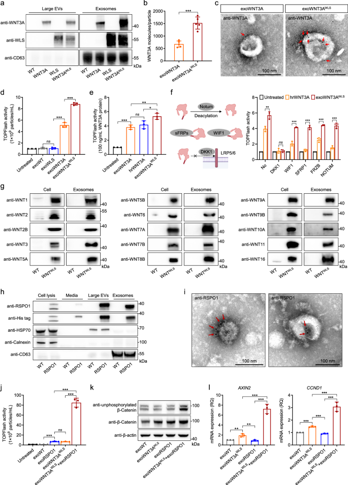 Fig. 1: WNT and R-spondin family ligands can be engineered onto exosomes.
