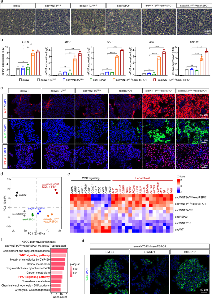 Fig. 2: exoWNT and exoRSPO1 synergistically regulate hepatic cell fate in vitro.