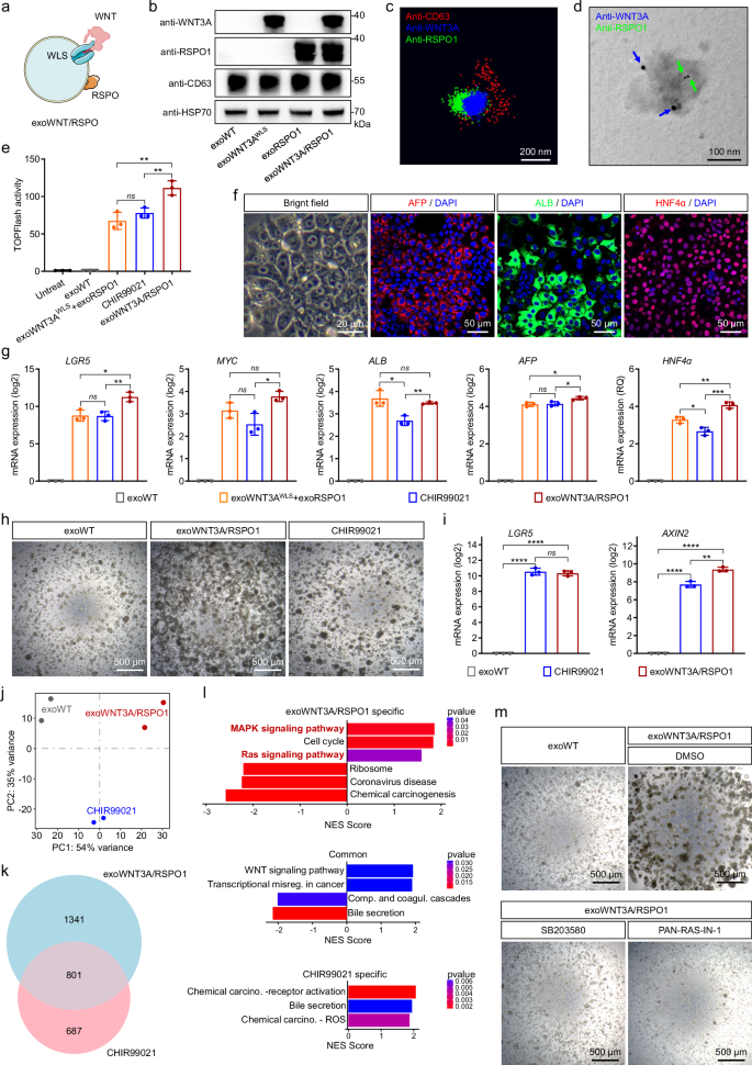 Fig. 3: Engineered dual WNT3A and RSPO1 carrying exosome.
