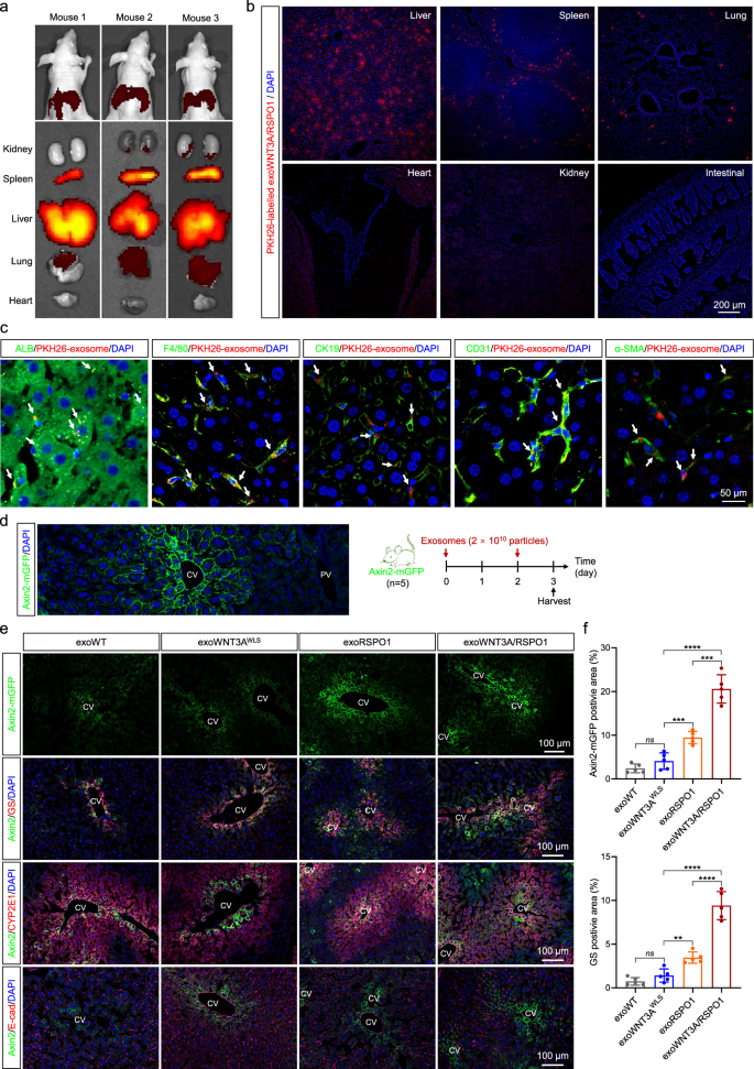 Fig. 4: exoWNT3A/RSPO1 accumulate and induce WNT signaling activity in the mouse liver.