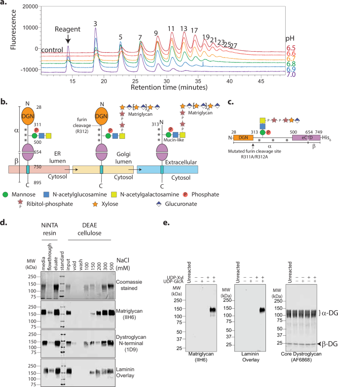 Fig. 1: Engineered recombinant prodystroglycan is a native-like substrate for LARGE1 matriglycan synthesis in vitro.