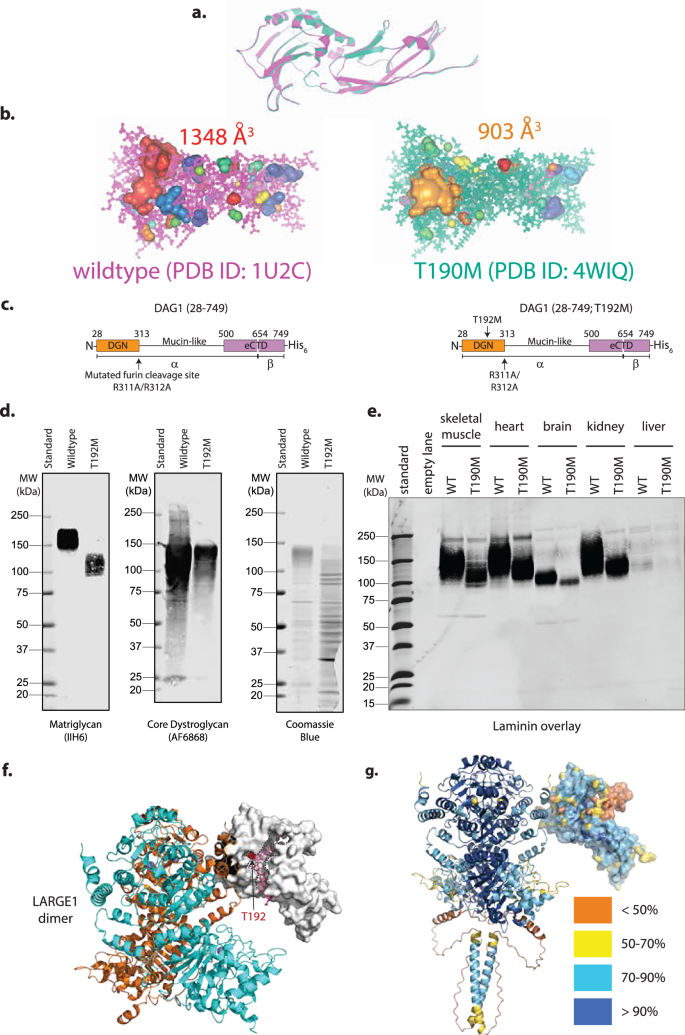 Fig. 5: LARGE1dTM recapitulates pathologically short matriglycan on prodystroglycanT192M.