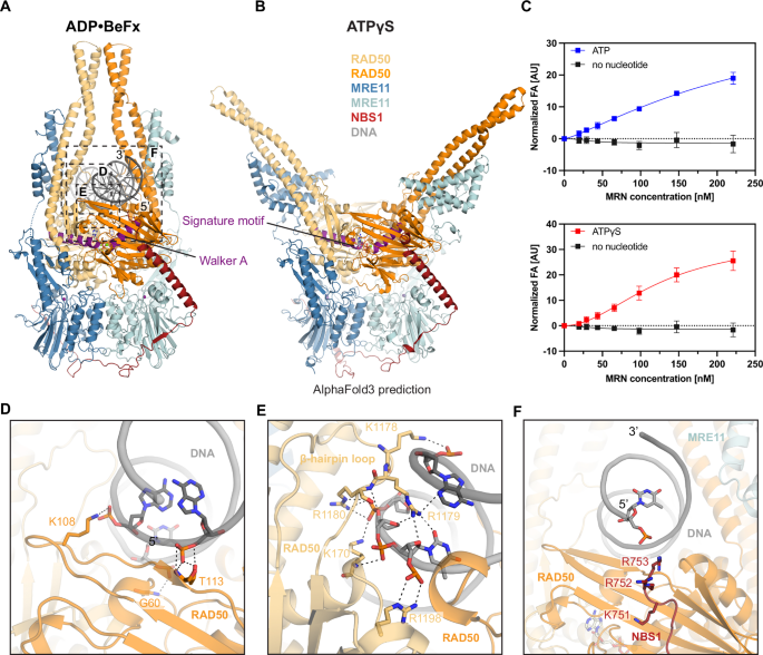 Fig. 2: Structural basis of DNA binding by human MRN complex.