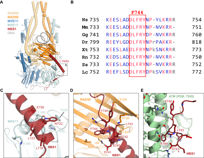 Fig. 3: NBS1 interactions with the MR complex mediated by the C helix.