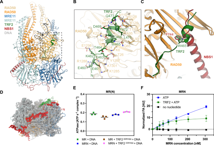Fig. 4: Structural basis of TRF2iDDR-Myb binding to the human MRN complex.