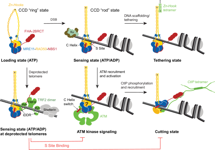 Fig. 5: Proposed working model of the MRN complex initiated by DNA double-strand breaks.