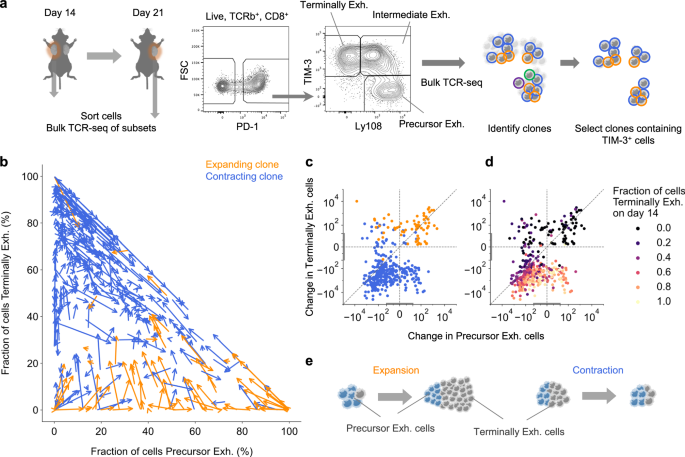 Fig. 2: Precursor exhausted cells drive clone expansion and are preferentially maintained in the tumor during clone contraction.