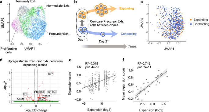 Fig. 3: A transcriptomic signature predicts intratumoral clone expansion.