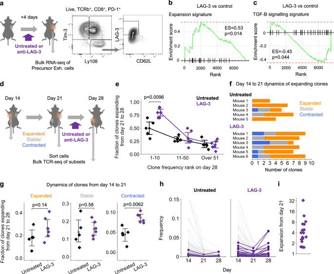 Fig. 5: LAG-3 blockade enhances the expansion signature and re-expands contracting clones in the tumor.