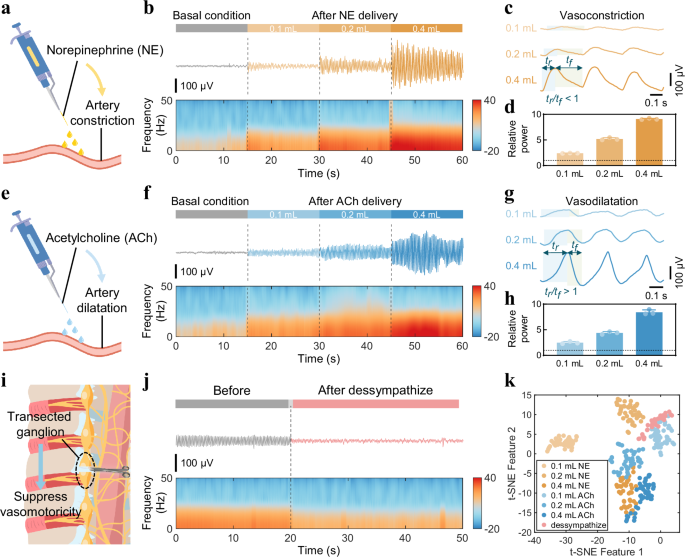 Fig. 2: Evaluation of precise vasomotor electrophysiology recording.