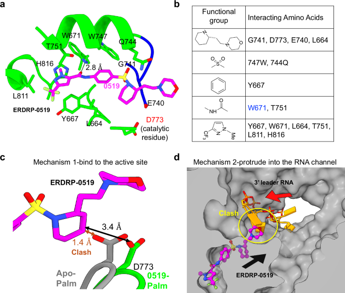 Fig. 2: Structural mechanisms of ERDRP-0519 inhibition.