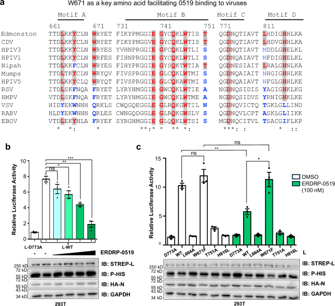 Fig. 3: Conservation and functional validation of ERDRP-0519 binding.