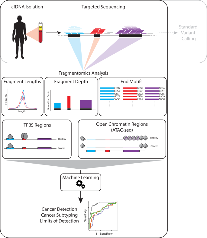 Fig. 1: Overview of Fragmentomics Methods. cfDNA is isolated from cancer patients and sequencing using a targeted exon sequencing panel.