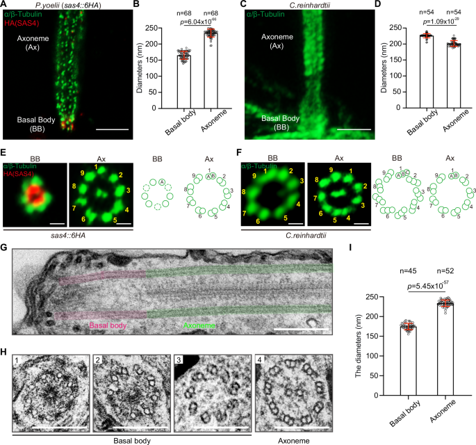 Fig. 1: MT singlet-to-doublet transition in basal body of P. yoelii male gametes.