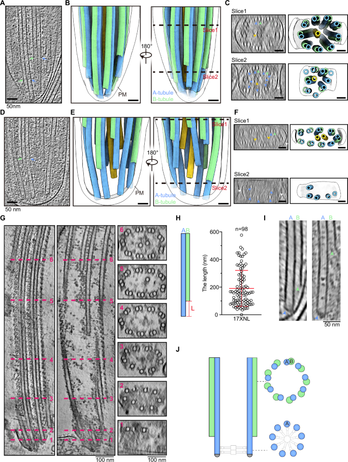 Fig. 2: Cryo-electron tomography (Cryo-ET) of MT singlet-to-doublet transition.