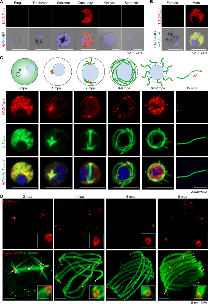 Fig. 3: δ-Tubulin is localized at the basal body of activated male gametocytes.