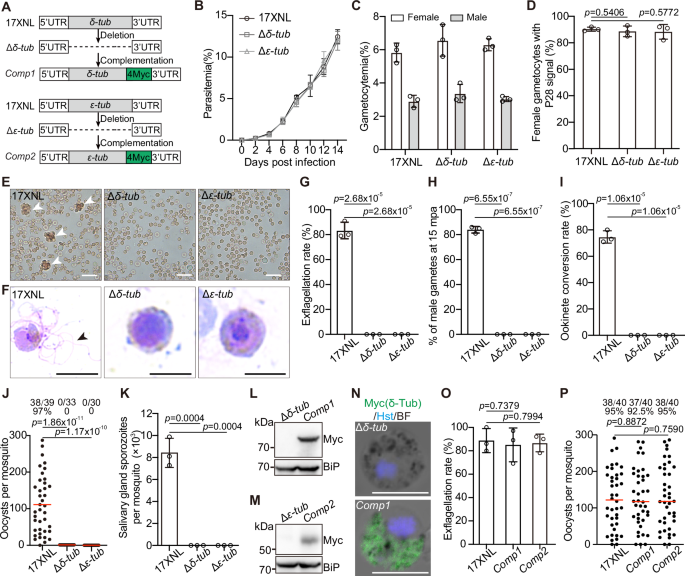 Fig. 4: δ-Tub and ε-Tub are essential for male gametogenesis and mosquito transmission of parasites.
