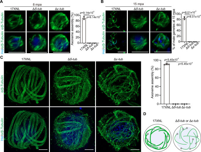 Fig. 5: δ-Tub and ε-Tub regulate axoneme formation.