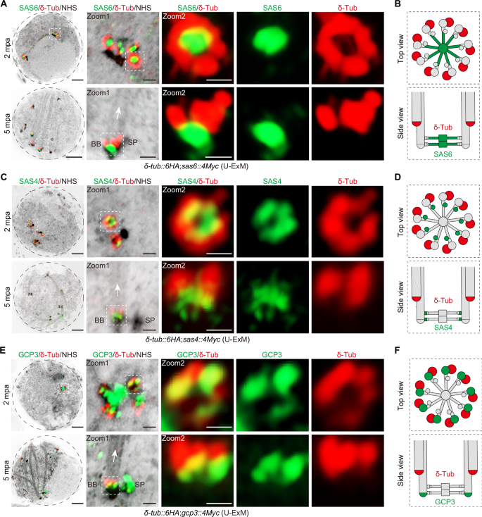 Fig. 6: δ-Tub is localized at the proximal end of the B-tubule of MT doublet.