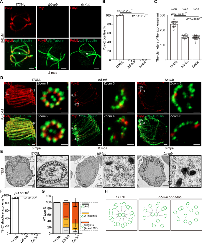 Fig. 7: δ-Tub and ε-Tub are required for the B-tubule assembly of MT doublet.