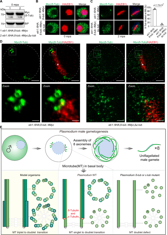 Fig. 8: Basal body localization of δ-Tub requires ε-Tub.