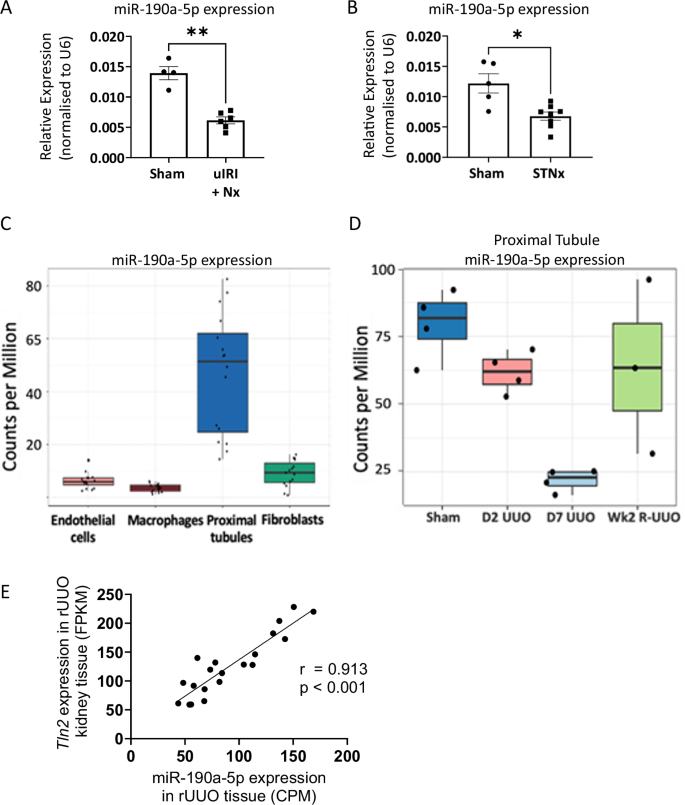 Fig. 4: miR-190a-5p is lost in pre-clinical models of kidney disease and is enriched in proximal tubular cells.