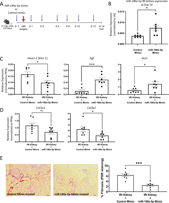 Fig. 5: Overexpression of miR-190a-5p in the kidney reduces injury and fibrosis induced by uIRI.
