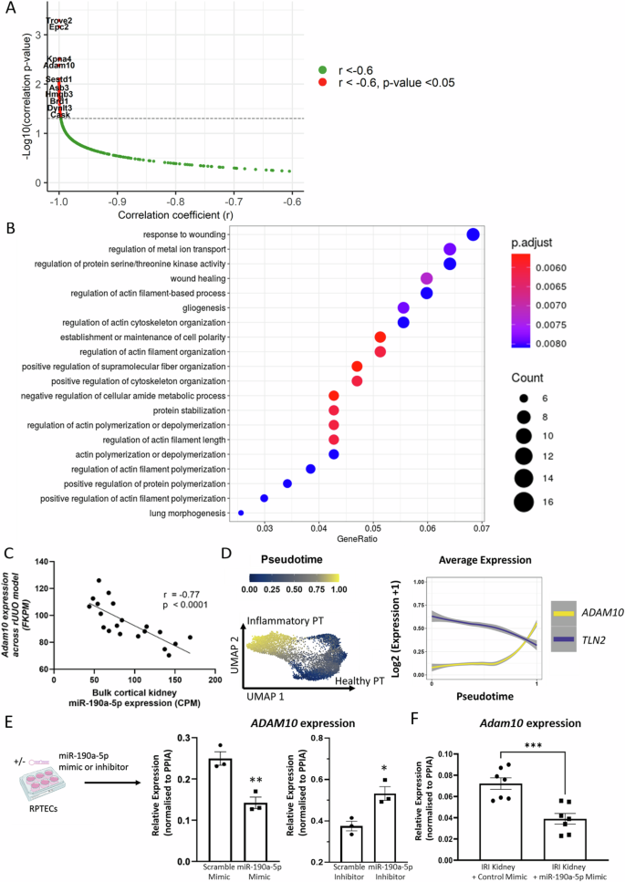 Fig. 6: Identification and validation of ADAM10 as a miR190a-5p target in proximal tubular cells.