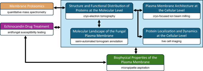 Fig. 1: A multidisciplinary approach that enables visual proteomics of the fungal plasma membrane.