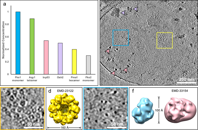 Fig. 2: Correlative proteomics analysis and cryo-ET studies characterized the abundance and spatial distribution of abundant fungal plasma membrane proteins in Candida glabrata.