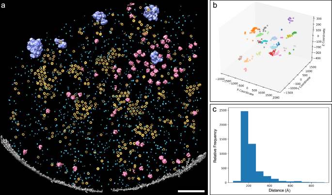 Fig. 3: Semi-automated convolutional neural network (CNN)-based annotation revealed the molecular landscape of the fungal plasma membrane.