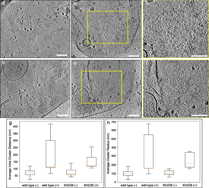 Fig. 4: CSF treatment perturbed the spatial distribution of Pma1 within Candida glabrata plasma membranes.