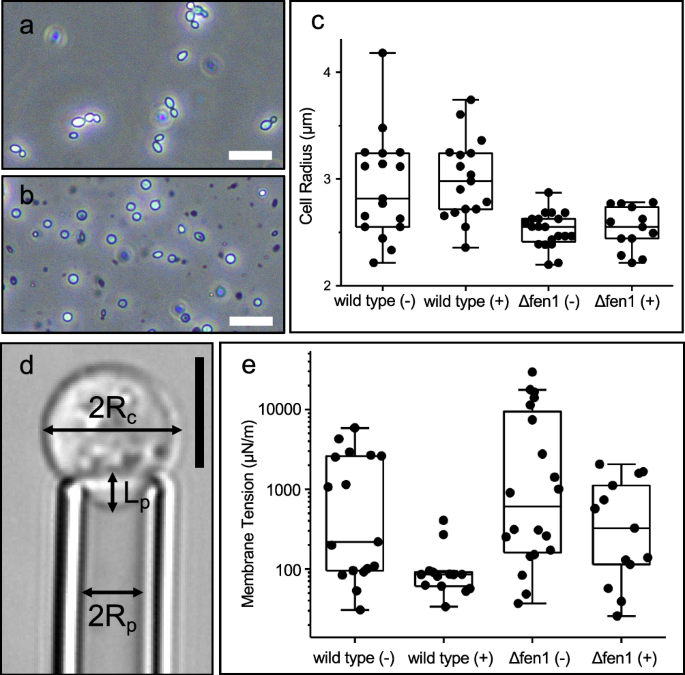 Fig. 5: Caspofungin (CSF) treatment altered the biophysical properties of the plasma membrane.